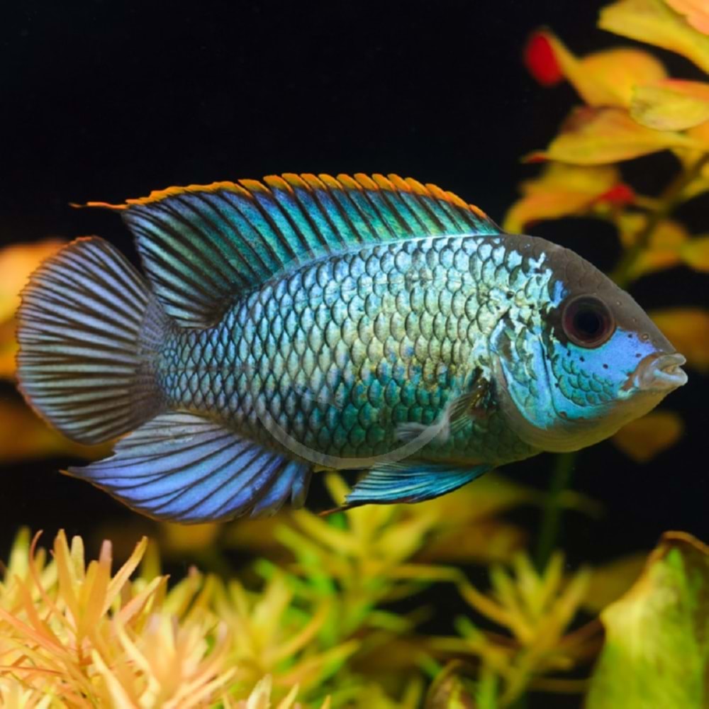 ELECTRİK BLUE ACARA