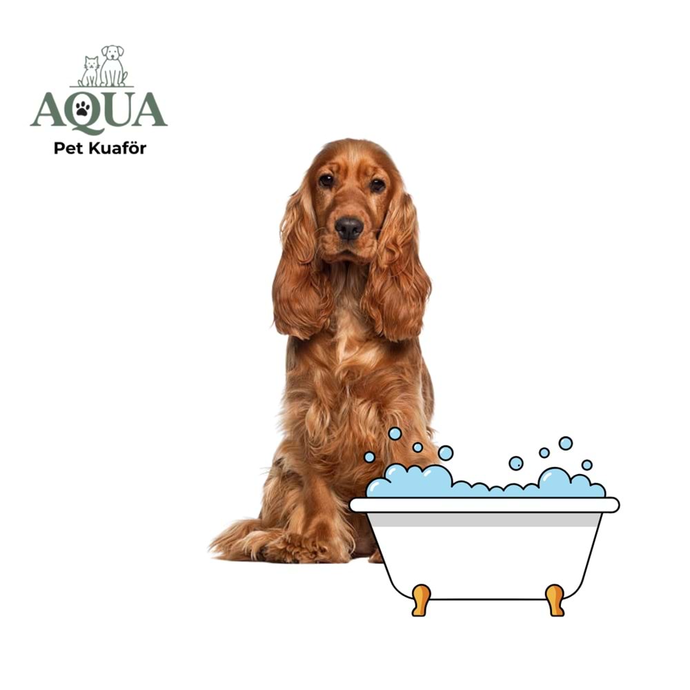 COCKER SPANİEL Banyo Bakım