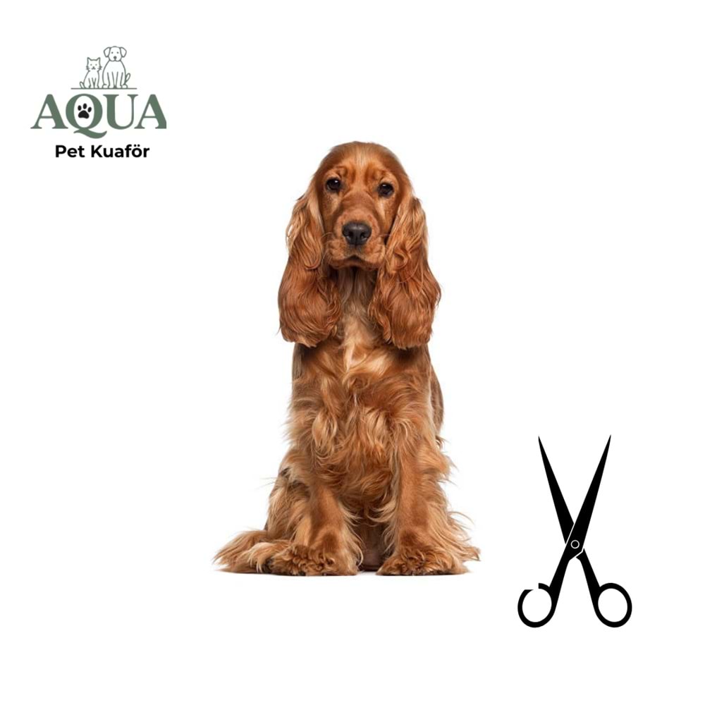 COCKER SPANİEL Makas Tıraşı