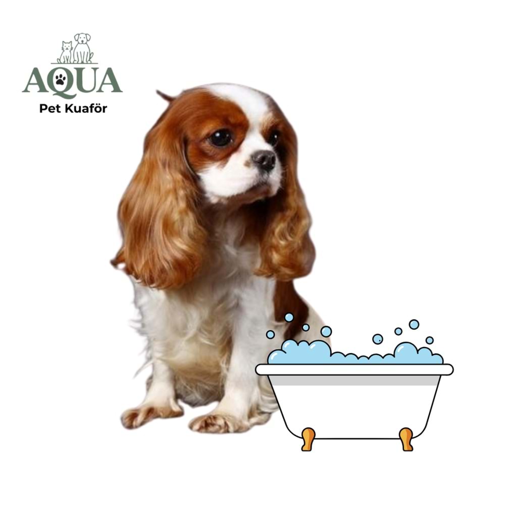 KİNG CHARLES Banyo Bakım