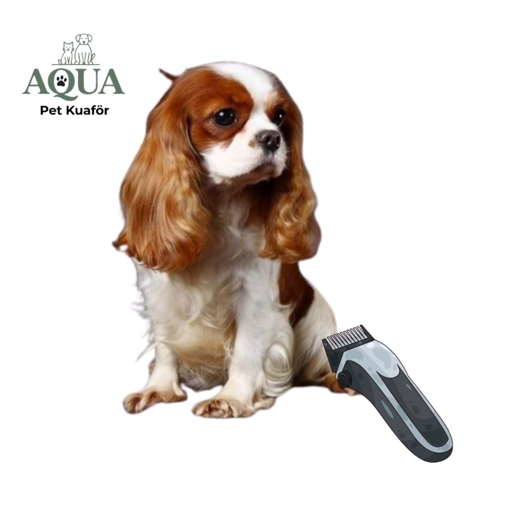 KİNG CHARLES Makine Tıraşı