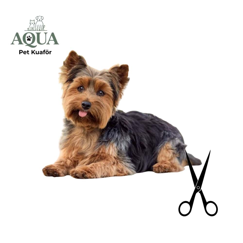 YORKSHİRE Makas Traşı