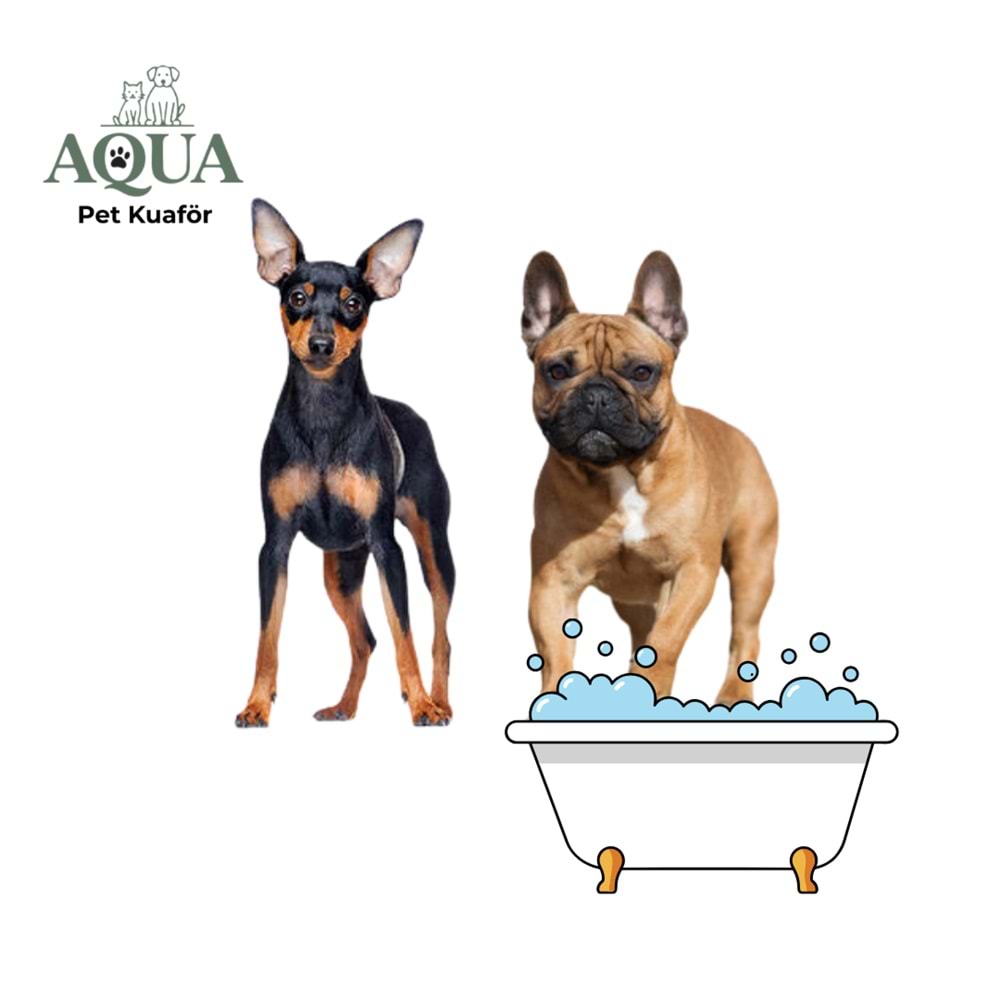 FRENCH BULDOG & PİNSCHER Banyo Bakım
