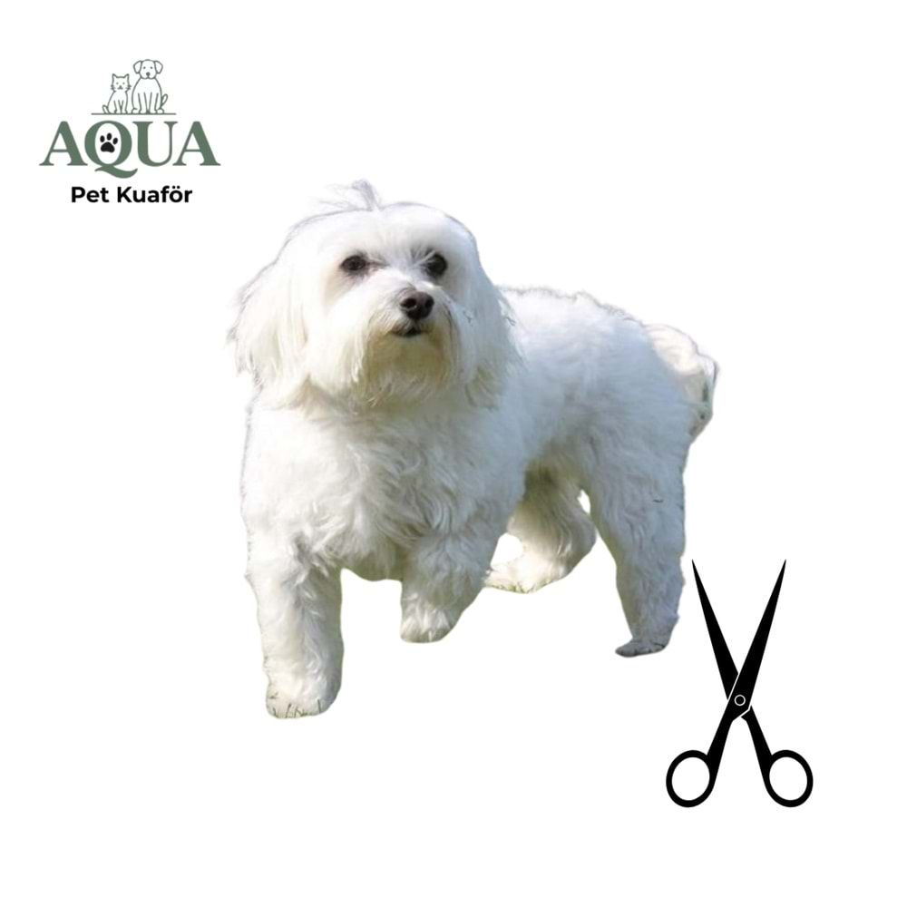 MALETESE Makas Tıraşı