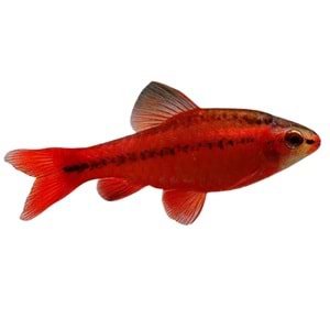 Cherry Barb