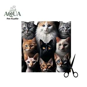 KEDİ MAKAS Tıraşı