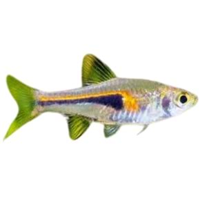 Glowlight Rasbora