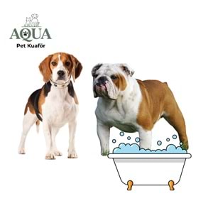 BEAGLE & İNGİLİZ BULDOG Banyo Bakım