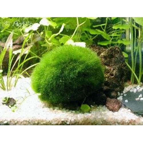 moss-topu-4cm
