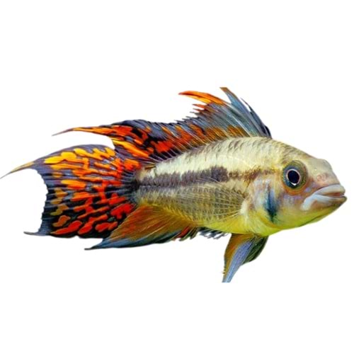Cockatoo Dwarf Cichlid