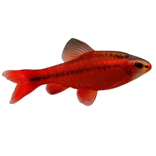 Cherry Barb