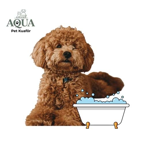 POODLE BANYO BAKIM