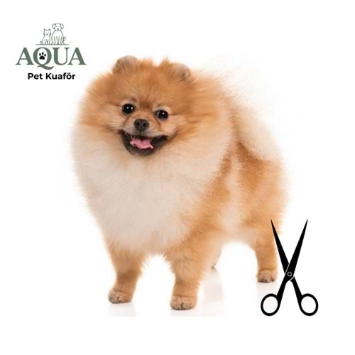 Pomeranian Makas Tıraşı