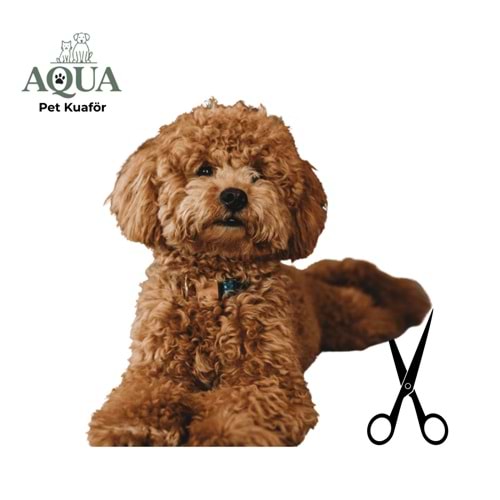 poodle Makas tıraşı