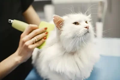 Kedi Kuaförü