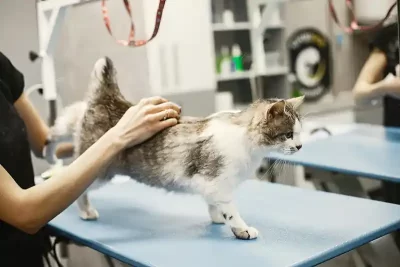 kedi kuaförüm