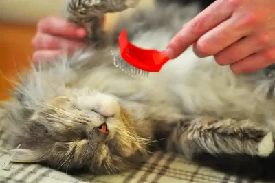 Kedi makas traşı