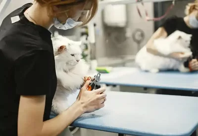 Kedi makas traşı nasıl yapılır