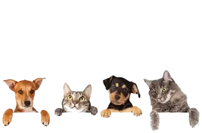 petshope