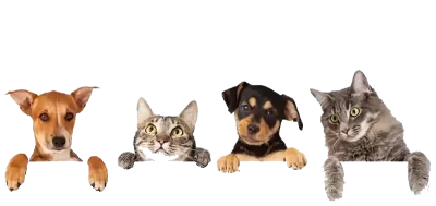 petshope