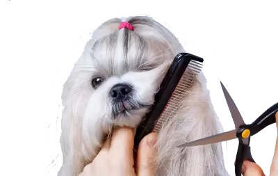 Köpek bakım ürünü