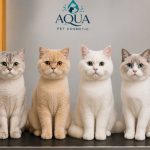 Kedi Makina Tıraşı